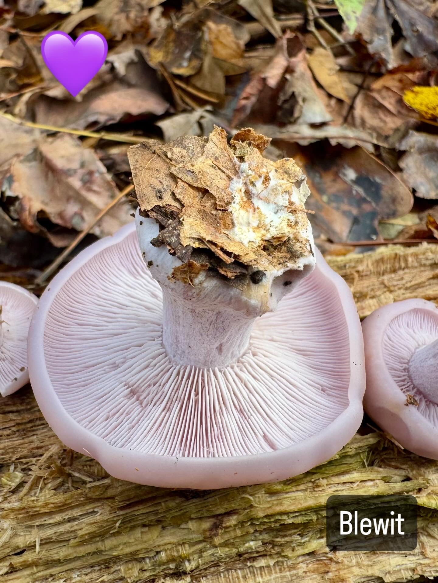 Blewit “Lepista nuda” Living Mulch