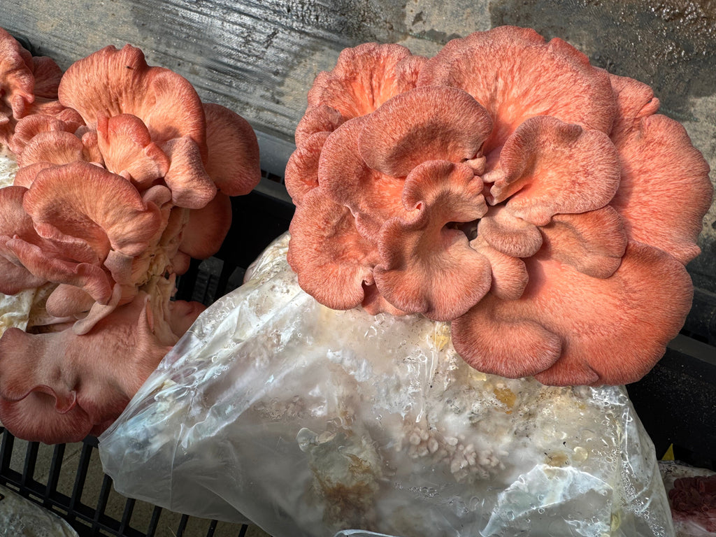 Pink Oyster MycoGarden Fruiting Kit  - (Pleurotus ostreatus)