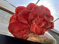 Pink Oyster MycoGarden Fruiting Kit  - (Pleurotus ostreatus)