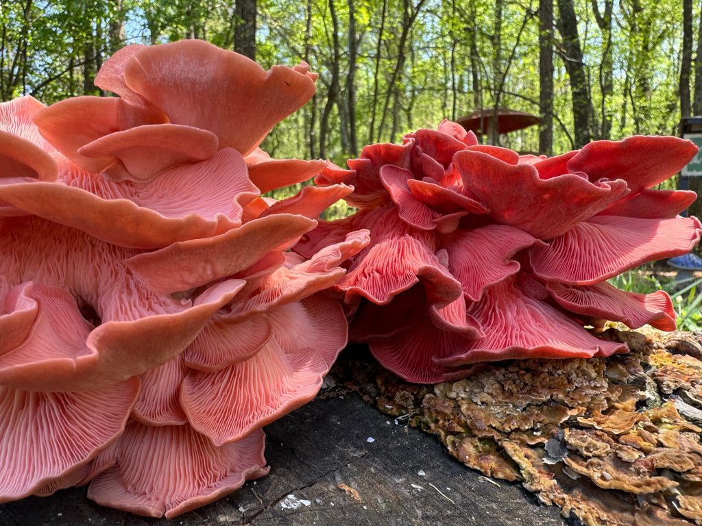 Pink Oyster MycoGarden Fruiting Kit  - (Pleurotus ostreatus)