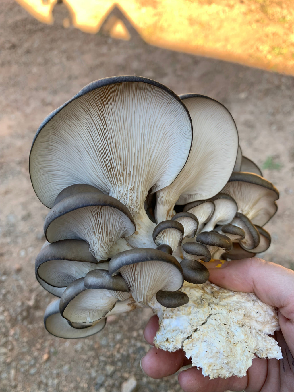 Cold Blue Oyster MycoGarden Fruiting Kit  - (Pleurotus ostreatus)