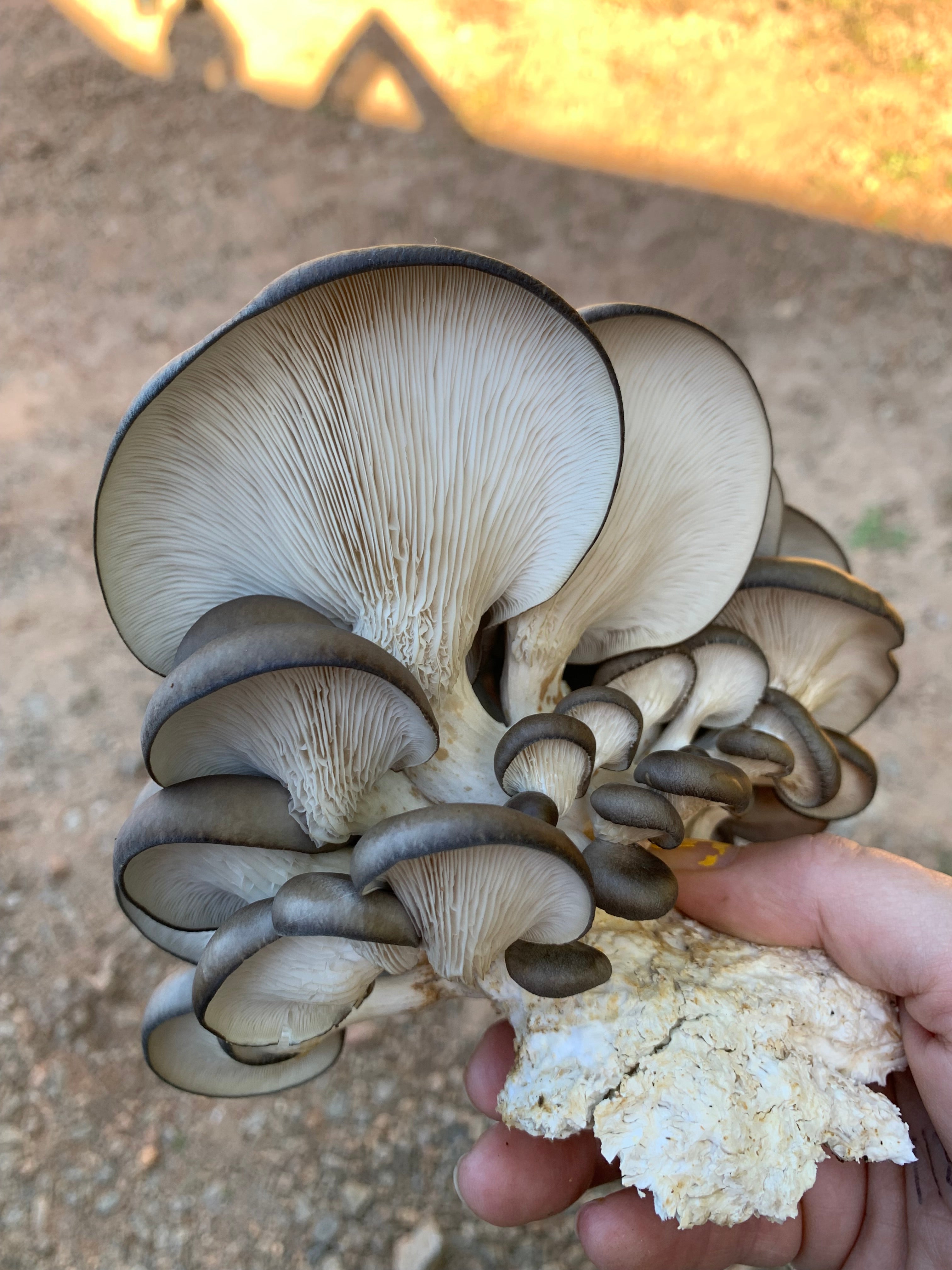 Cold Blue Oyster MycoGarden Fruiting Kit  - (Pleurotus ostreatus)