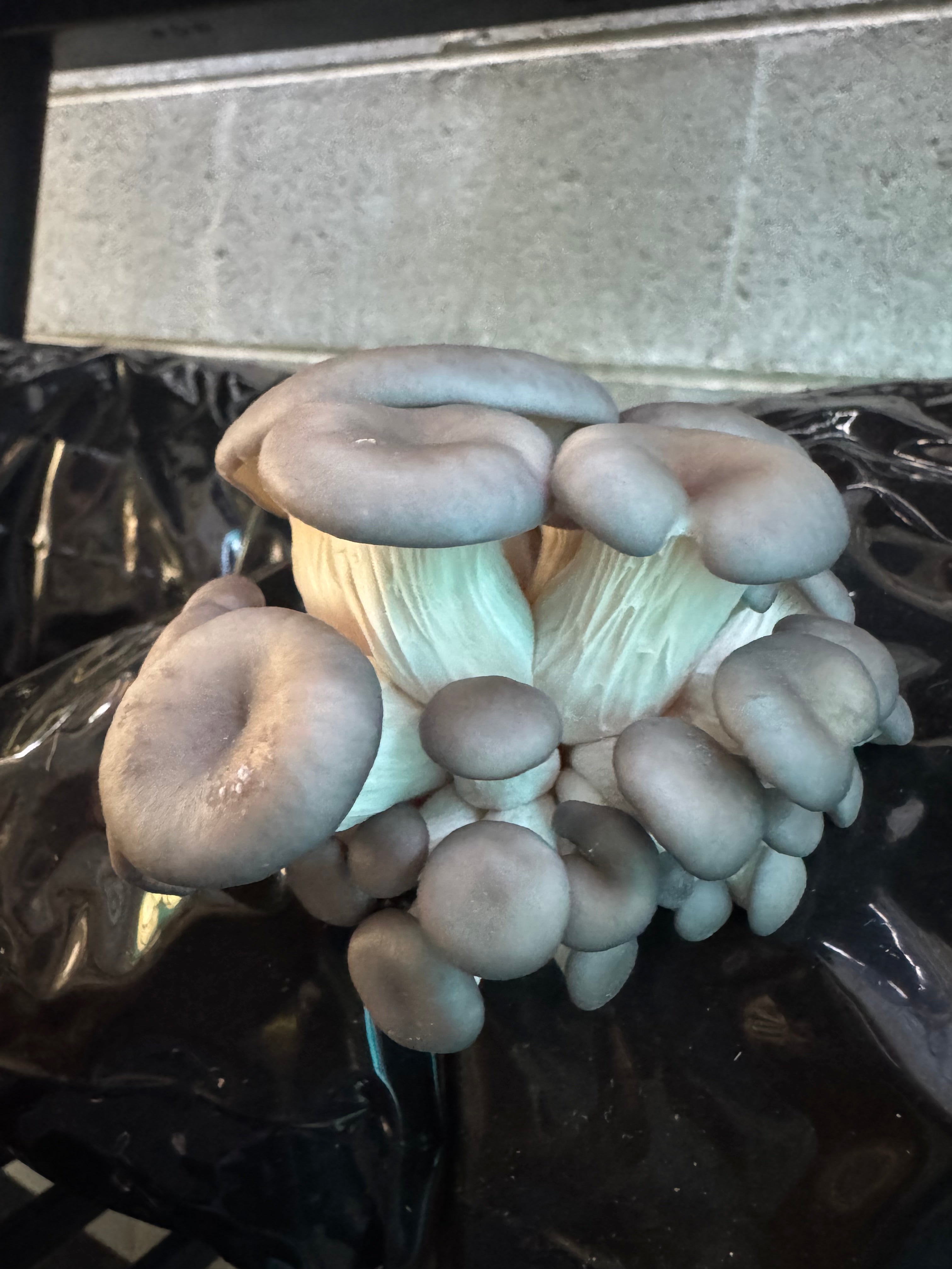 Warm Blue Oyster MycoGarden Fruiting Kit  - (Pleurotus ostreatus)
