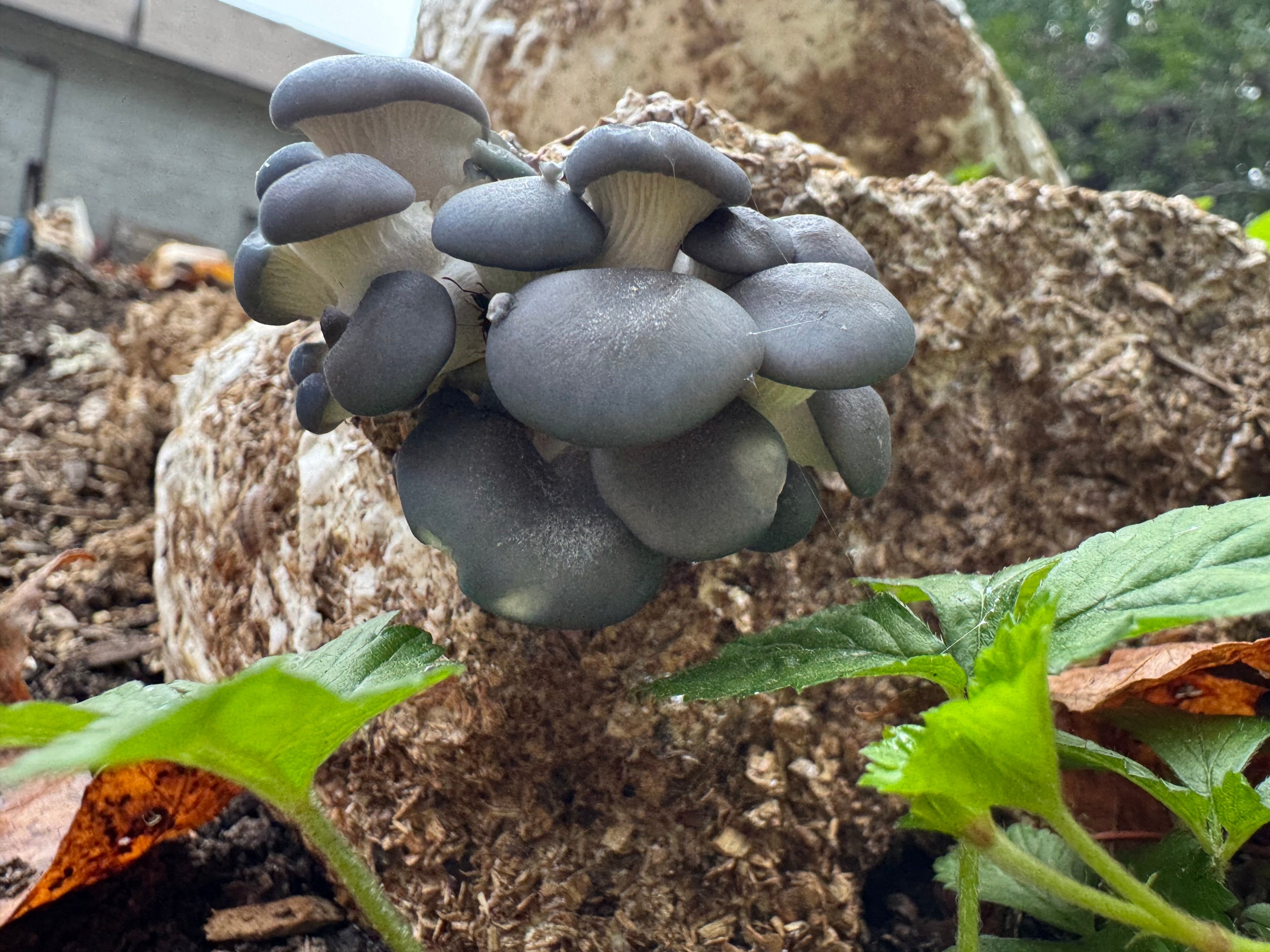 Warm Blue Oyster MycoGarden Fruiting Kit  - (Pleurotus ostreatus)