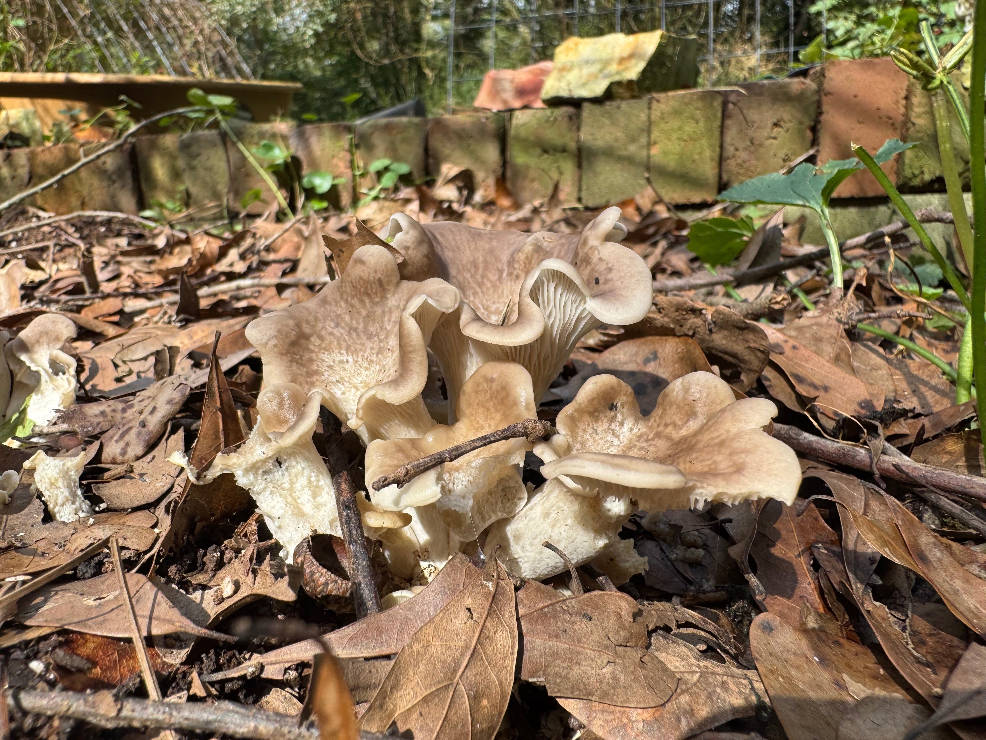 Tarragon Oyster MycoGarden Fruiting Kit  - (Pleurotus euosmus)
