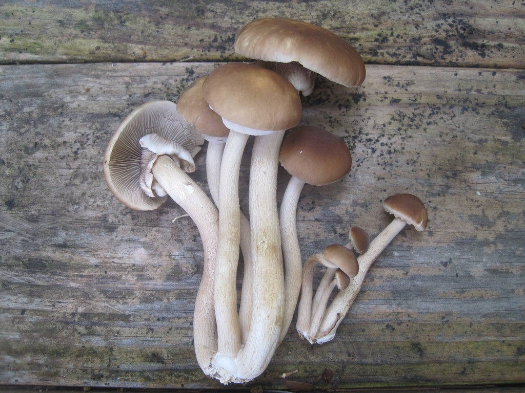 Black Poplar "Piopinno" MycoGarden Fruiting Kit- (Agrocybe aegerita)