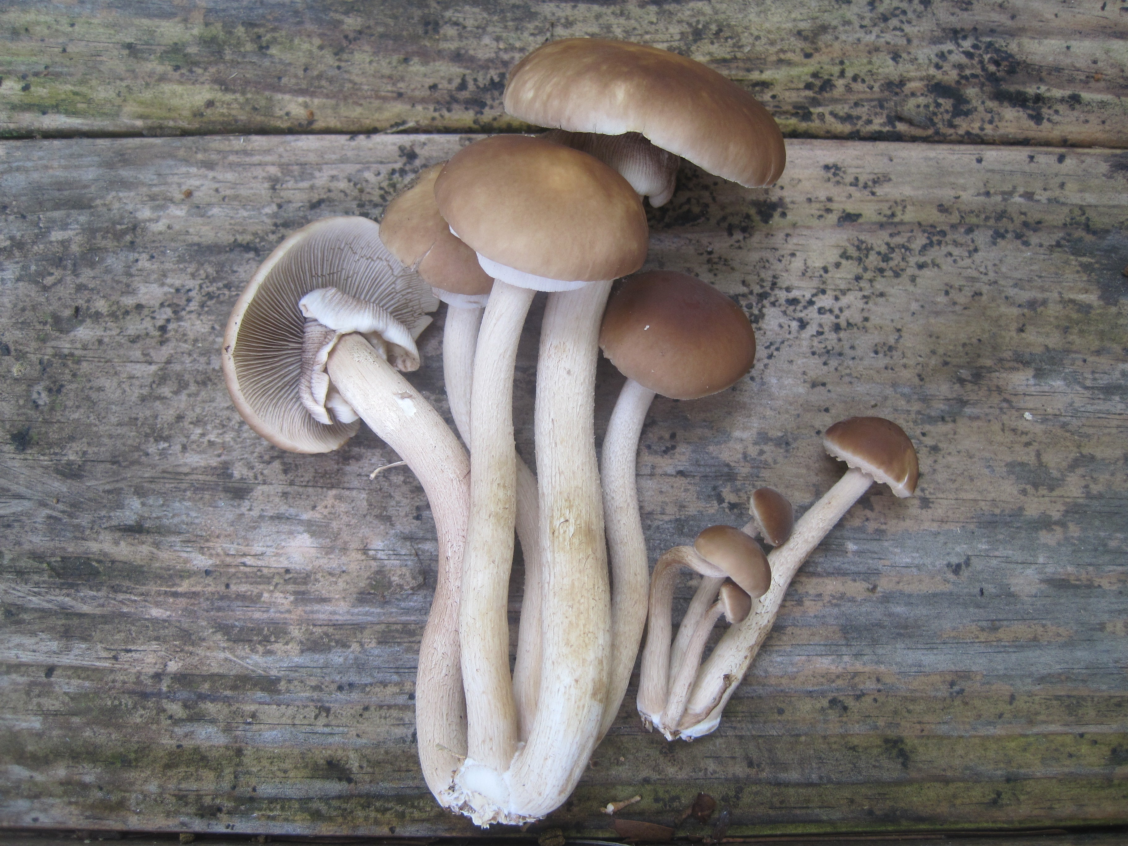 Black Poplar "Piopinno" MycoGarden Fruiting Kit- (Agrocybe aegerita)