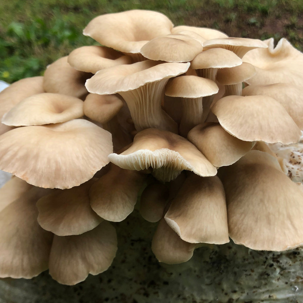 Tarragon Oyster MycoGarden Fruiting Kit  - (Pleurotus euosmus)