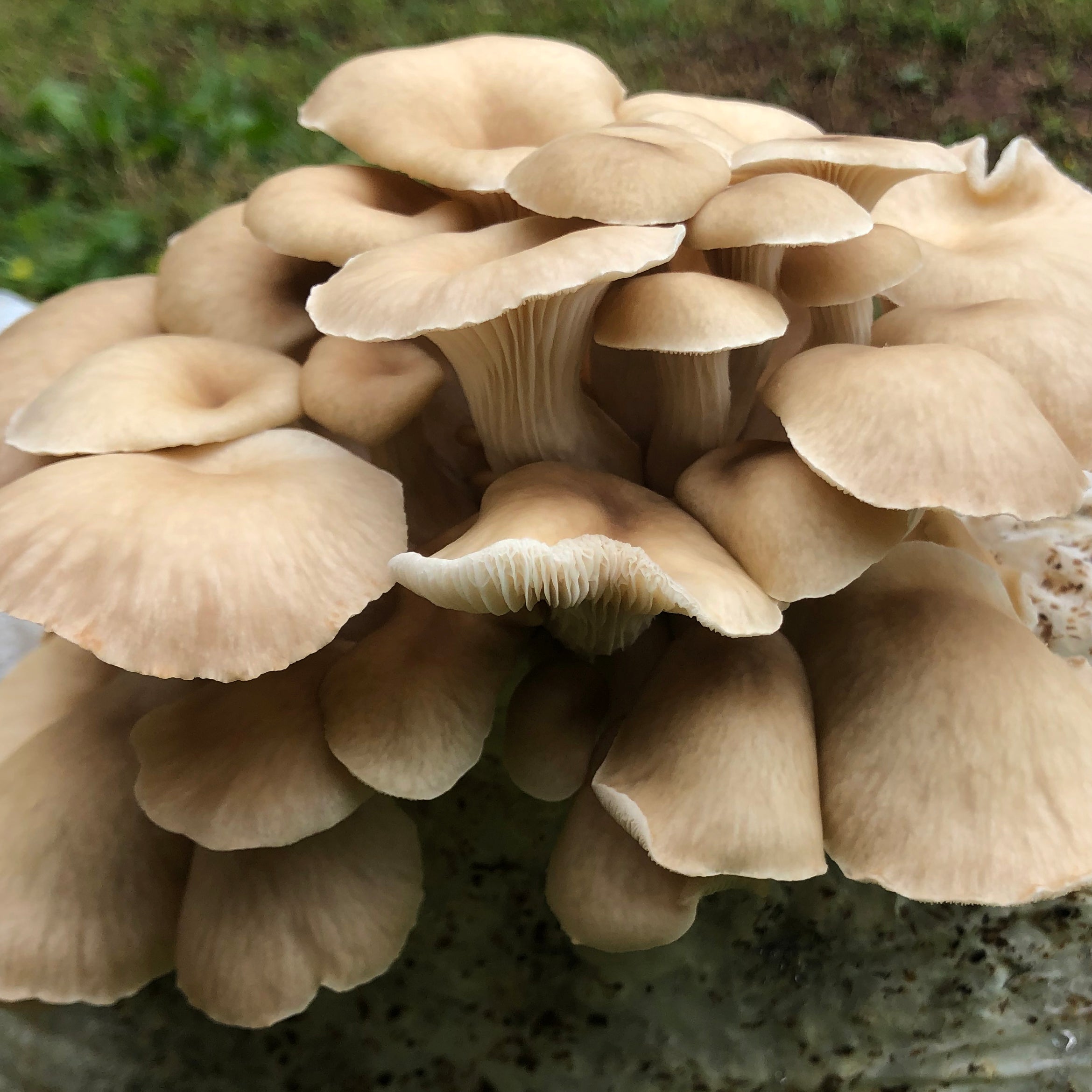 Tarragon Oyster MycoGarden Fruiting Kit  - (Pleurotus euosmus)
