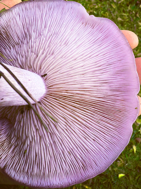 Blewit “Lepista nuda” Living Mulch
