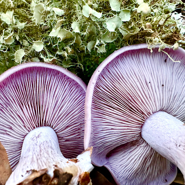 Blewit “Lepista nuda” Living Mulch