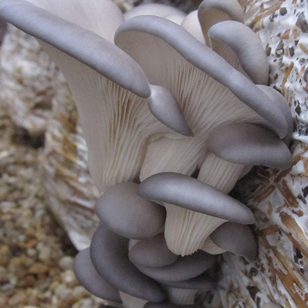 Warm Blue Oyster MycoGarden Fruiting Kit  - (Pleurotus ostreatus)